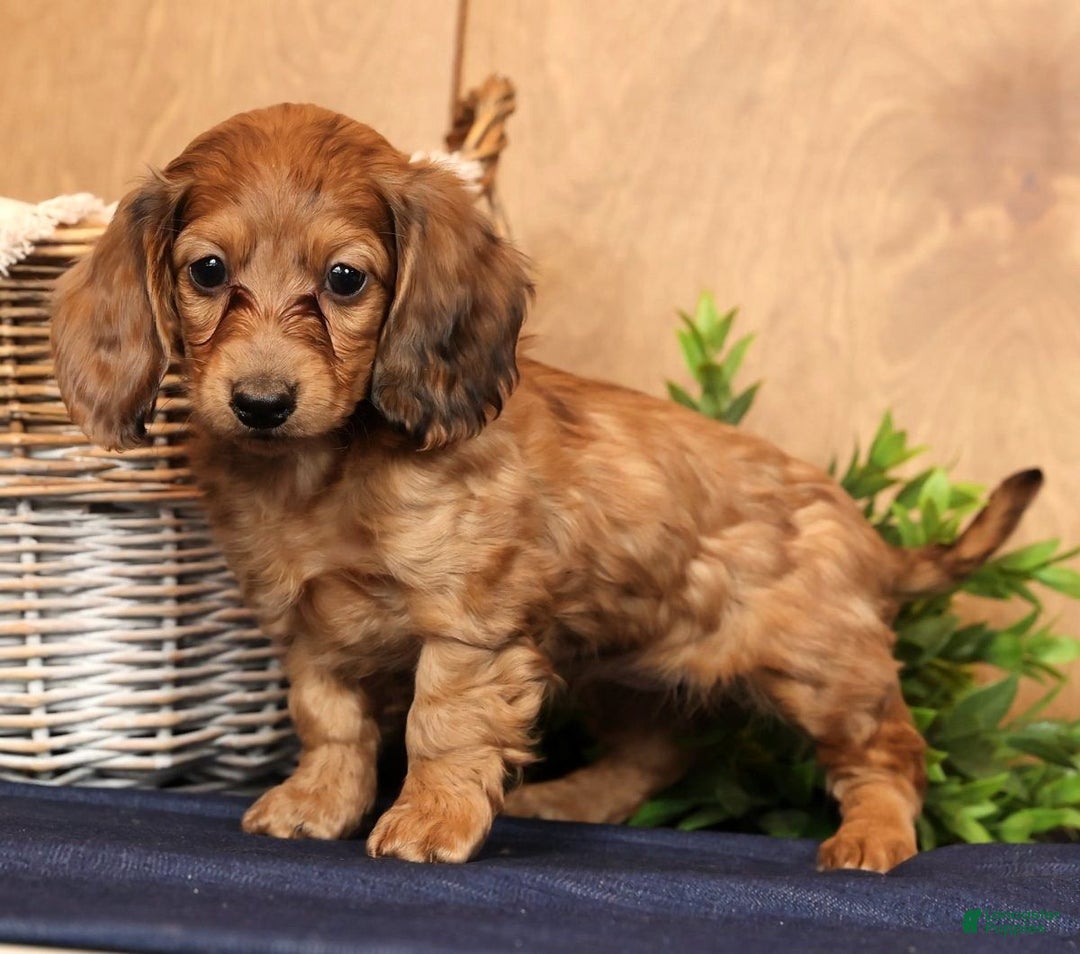 Miniature Dachshund dogs for sale: Anni - Ad 3