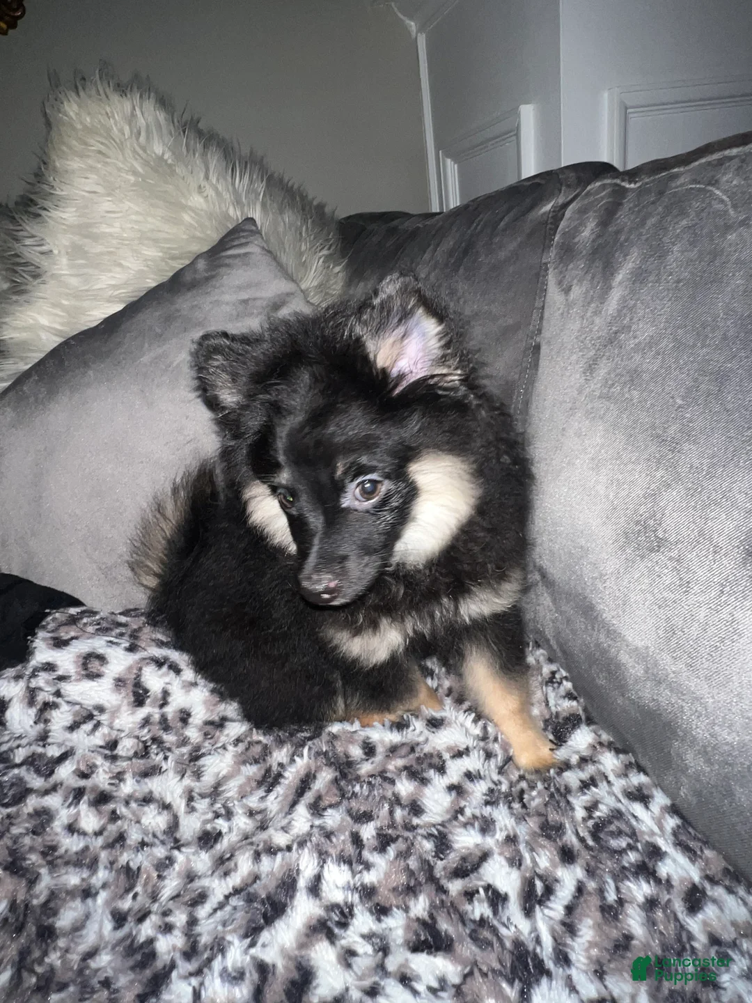 Pomeranian dogs for sale: Ted/ Teddy - Ad 2