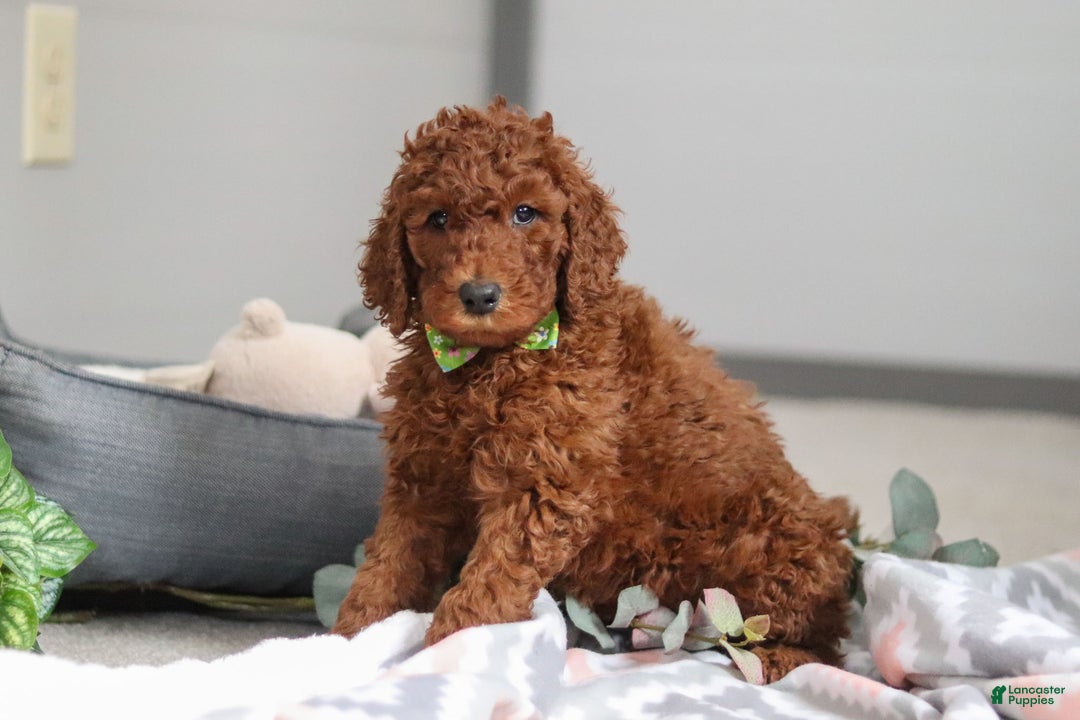 Standard Poodle dogs for sale: Blake AKC - Ad 5