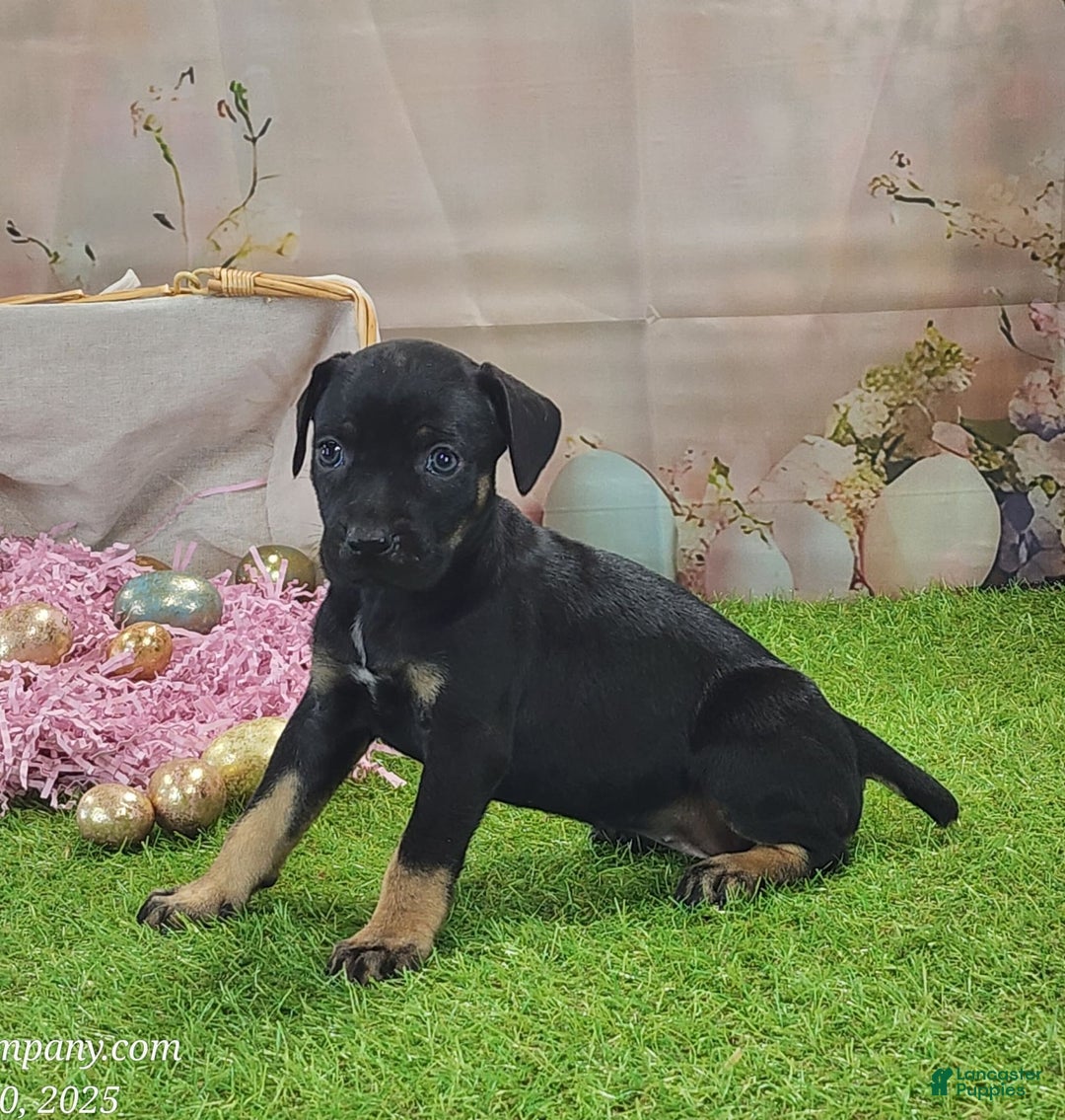 Catahoula Leopard Dog dogs for sale: Goldie 2025 F2 - Ad 4