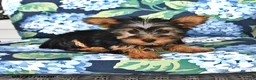 Yorkshire Terrier dogs for sale: Truffle  - Ad 4