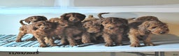 Irish Doodle dogs for sale: Leo - Ad 5
