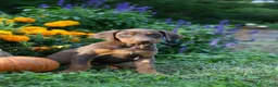 Doberman Pinscher dogs for sale: FRANCES - Ad 3