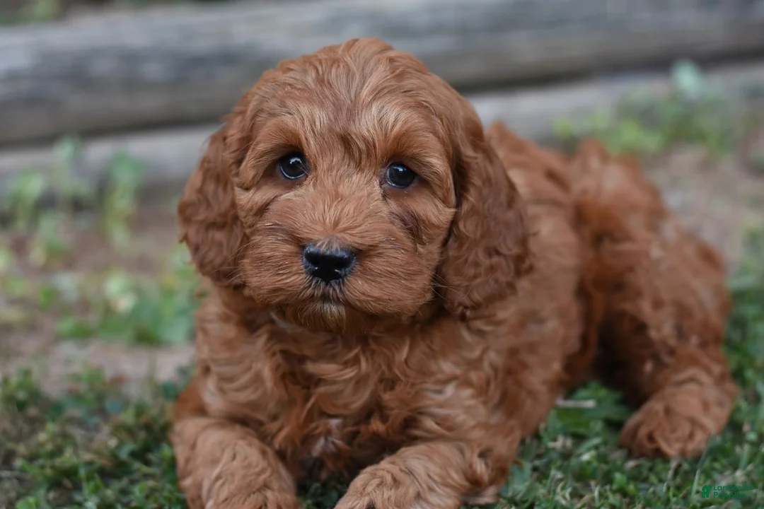 Cockapoo dogs for sale: Teddy - Ad 1