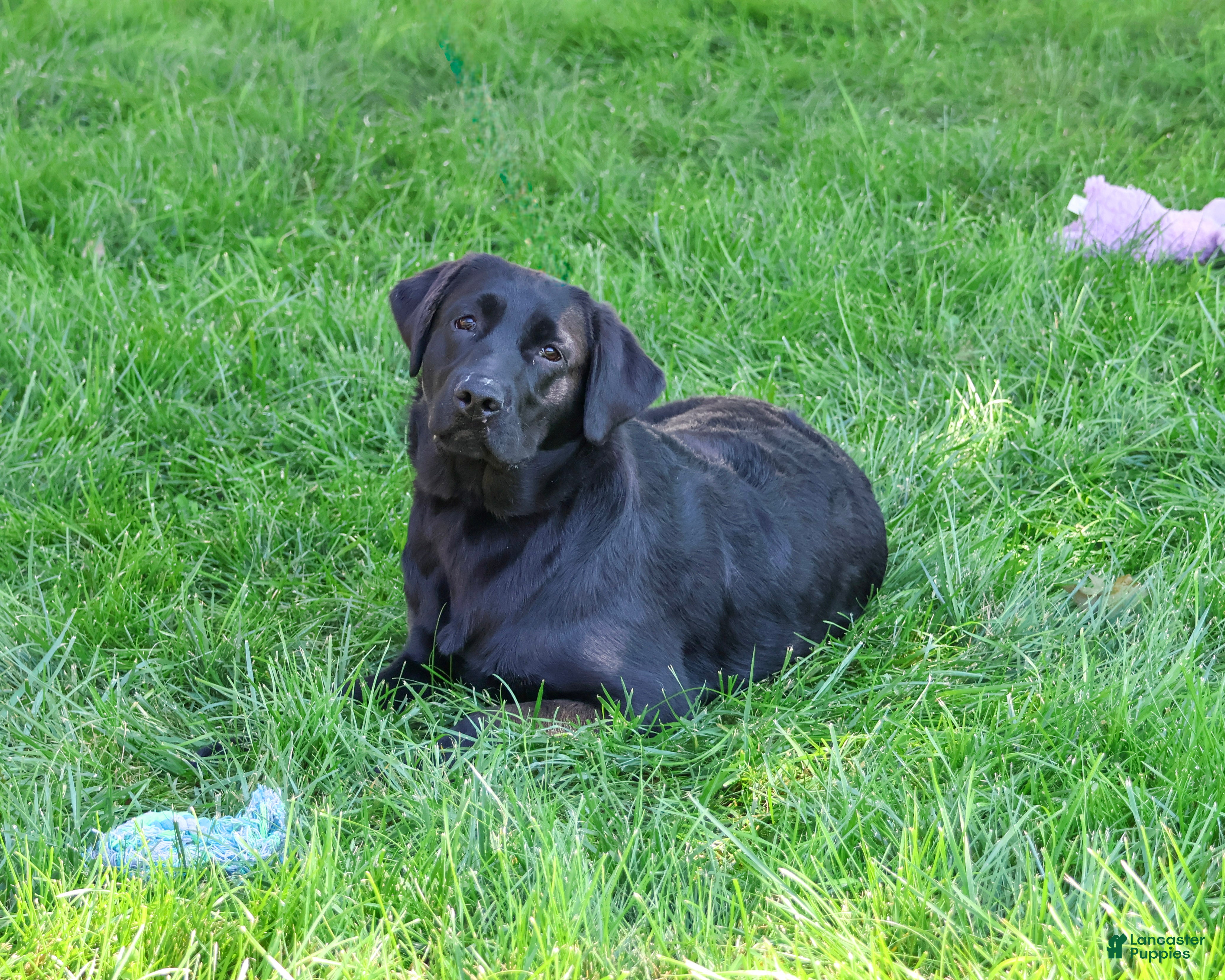 Labrador Retriever dogs Millie - Ad 2