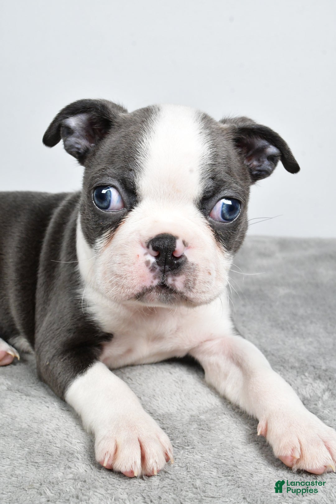 Boston Terrier dogs for sale: Mia - Ad 2