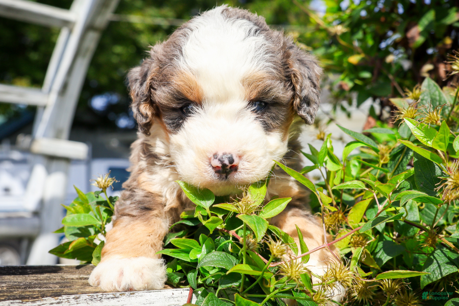 Mixed Breed dogs Concha - Ad 21