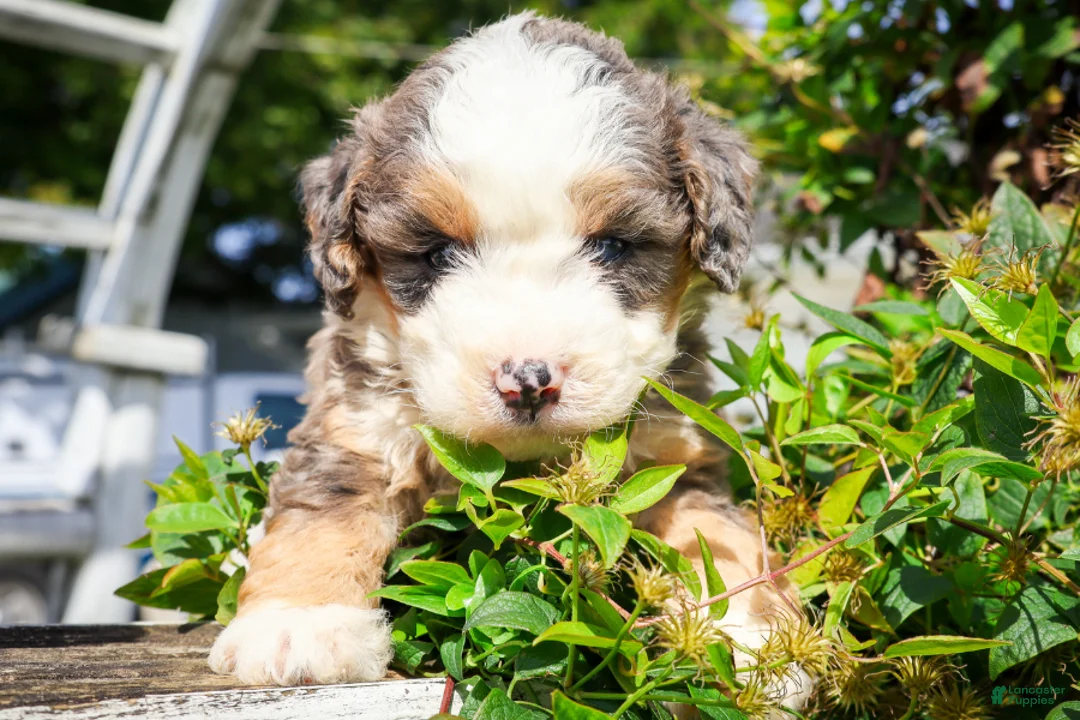 Mixed Breed dogs for sale: Concha - Ad 1