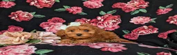 Cockapoo dogs for sale: Fiona 9 lbs Full Grown - Ad 5