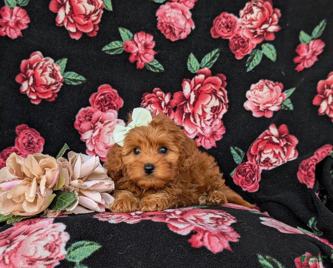 Cockapoo dogs for sale: Fiona 9 lbs Full Grown - Ad 5