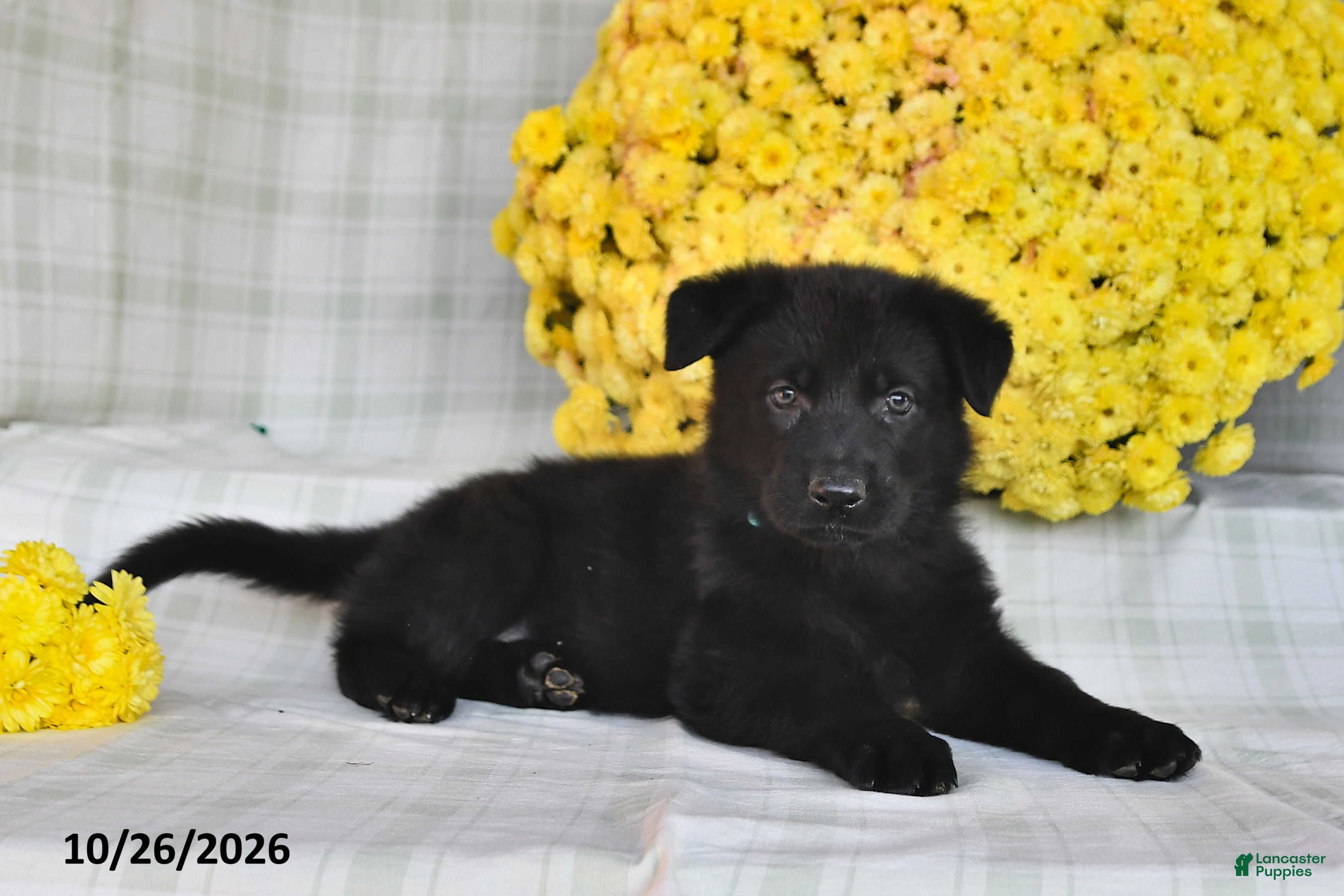 German Shepherd dogs for sale: Olivia - Ad 1