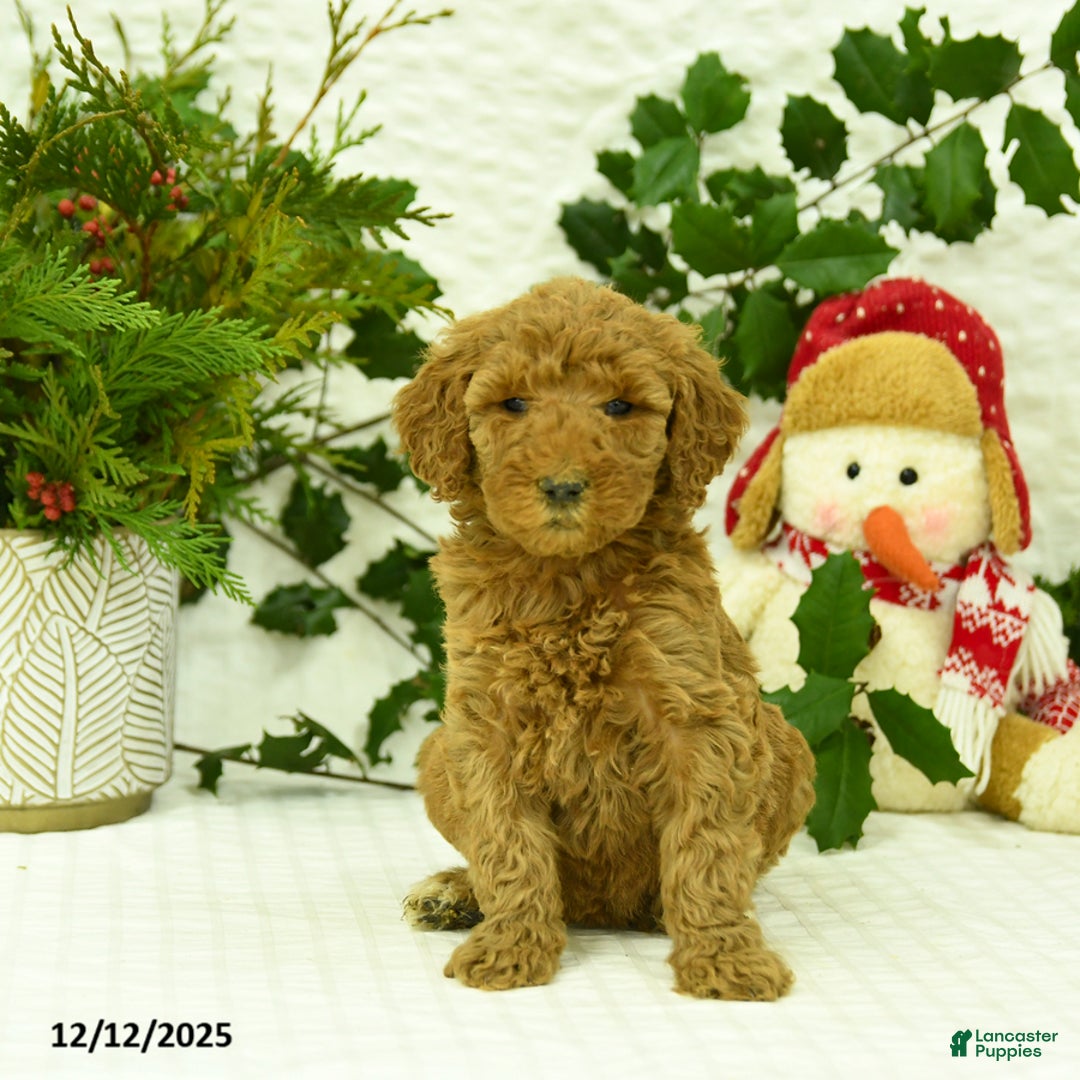 Goldendoodle dogs for sale: Elsa - Ad 2