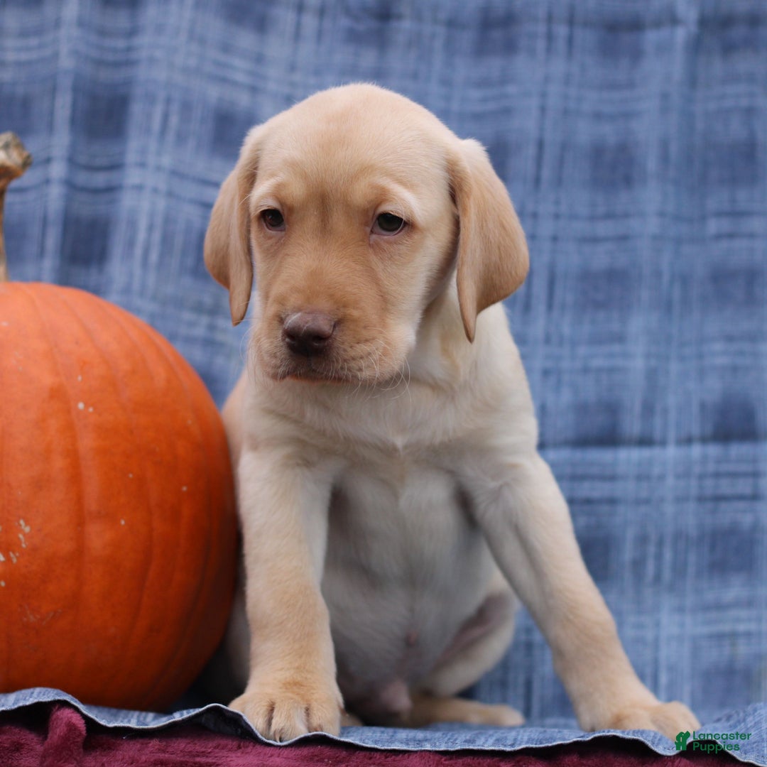 Labrador Retriever dogs for sale: Joey  - Ad 2