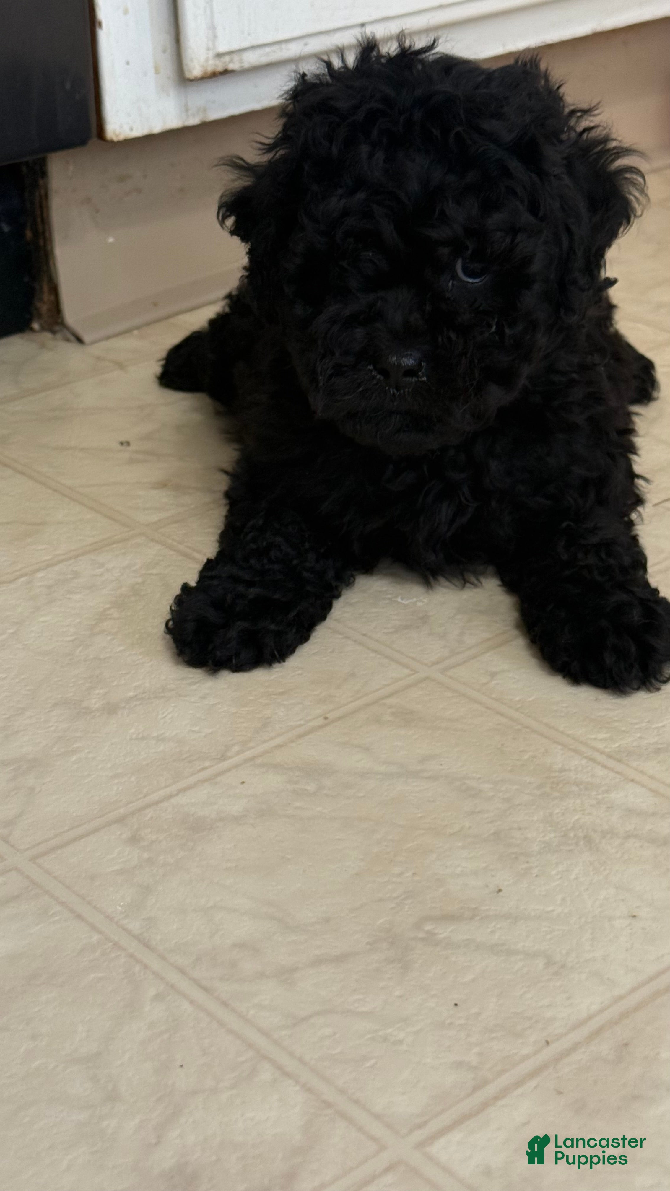 Cockapoo dogs Cockapoo Puppy 1 - Ad 1