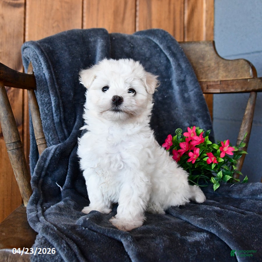 Maltese dogs Flurry - Ad 1