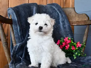 Maltese dogs for sale: Flurry - Ad 3