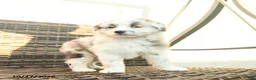 Mini Aussiedoodle dogs for sale: Frisky  - Ad 5