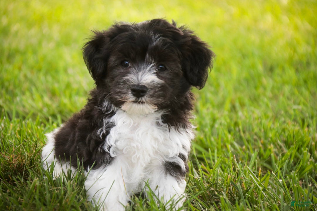 Havanese dogs Apollo Havanese  - Ad 2