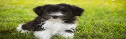 Havanese dogs for sale: Apollo Havanese  - Ad 6