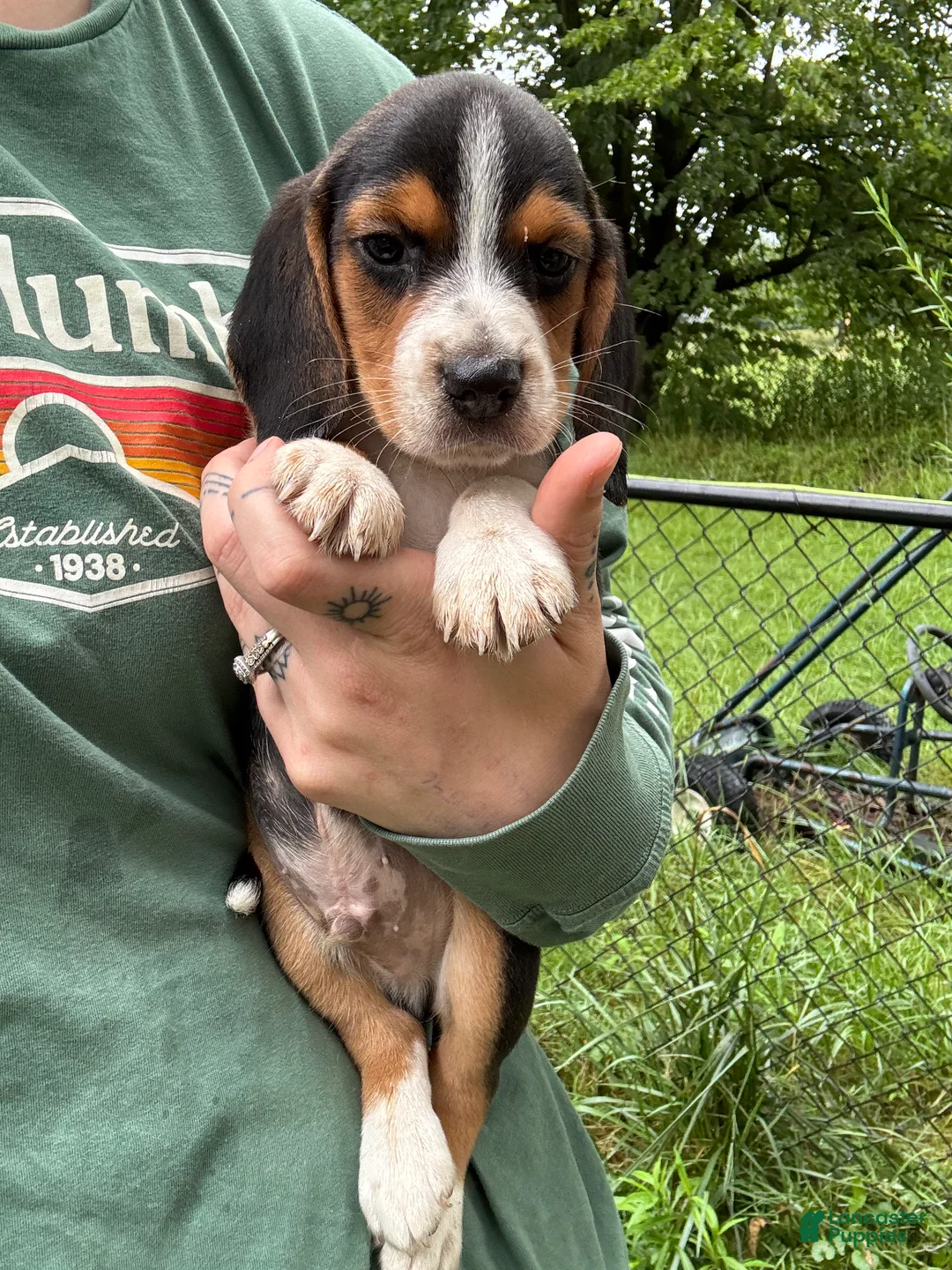 Beagle dogs for sale: Monty - Ad 1