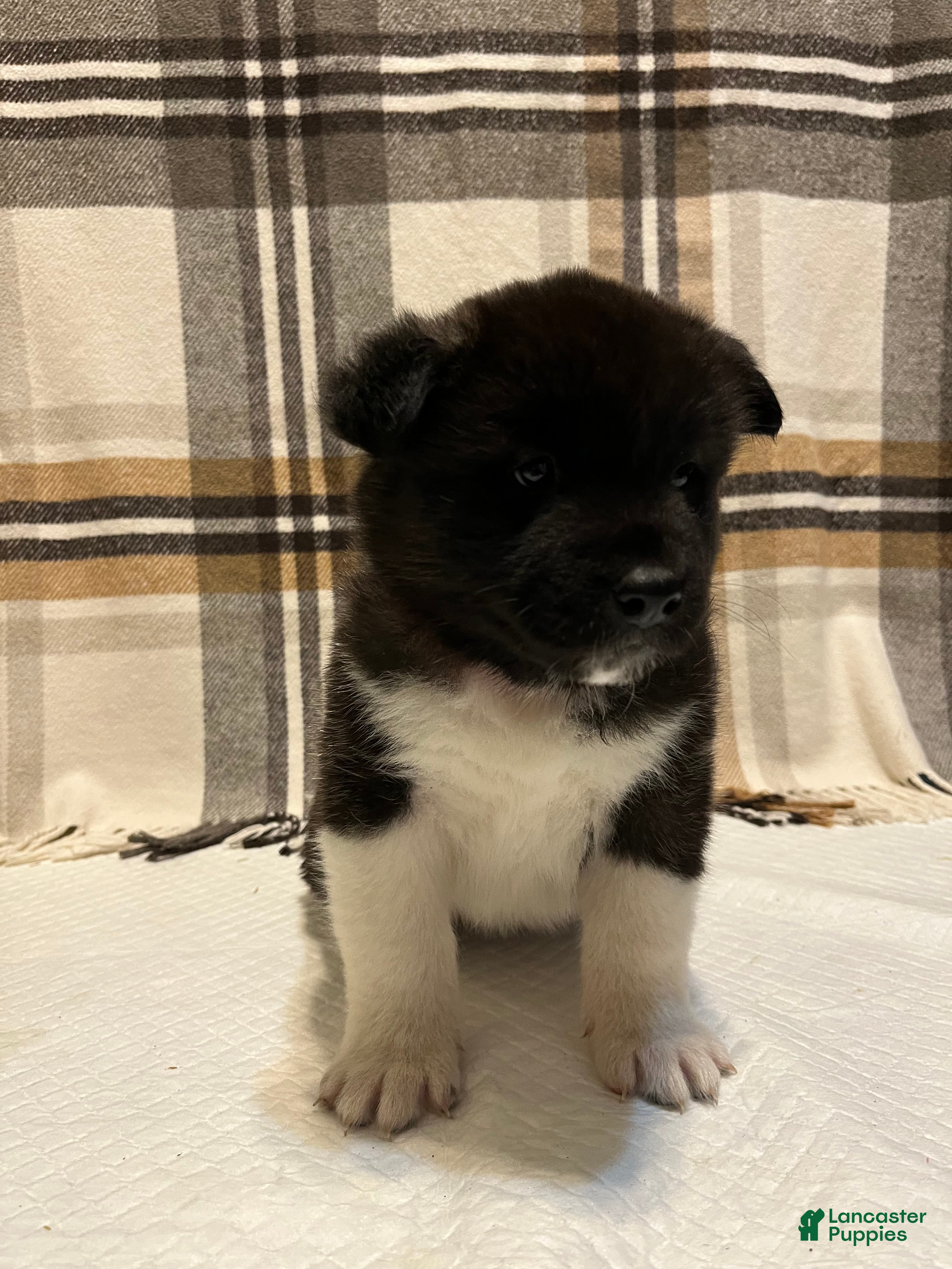 Akita dogs Akita  - Ad 1
