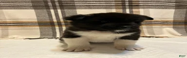 Akita 