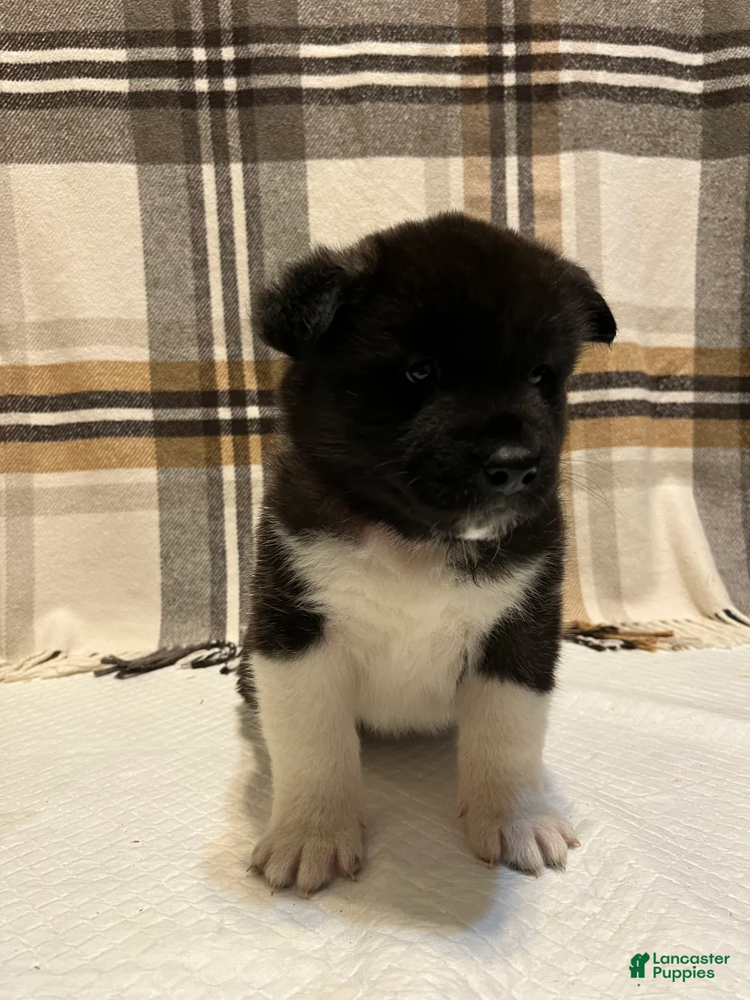 Akita dogs for sale: Akita  - Ad 1