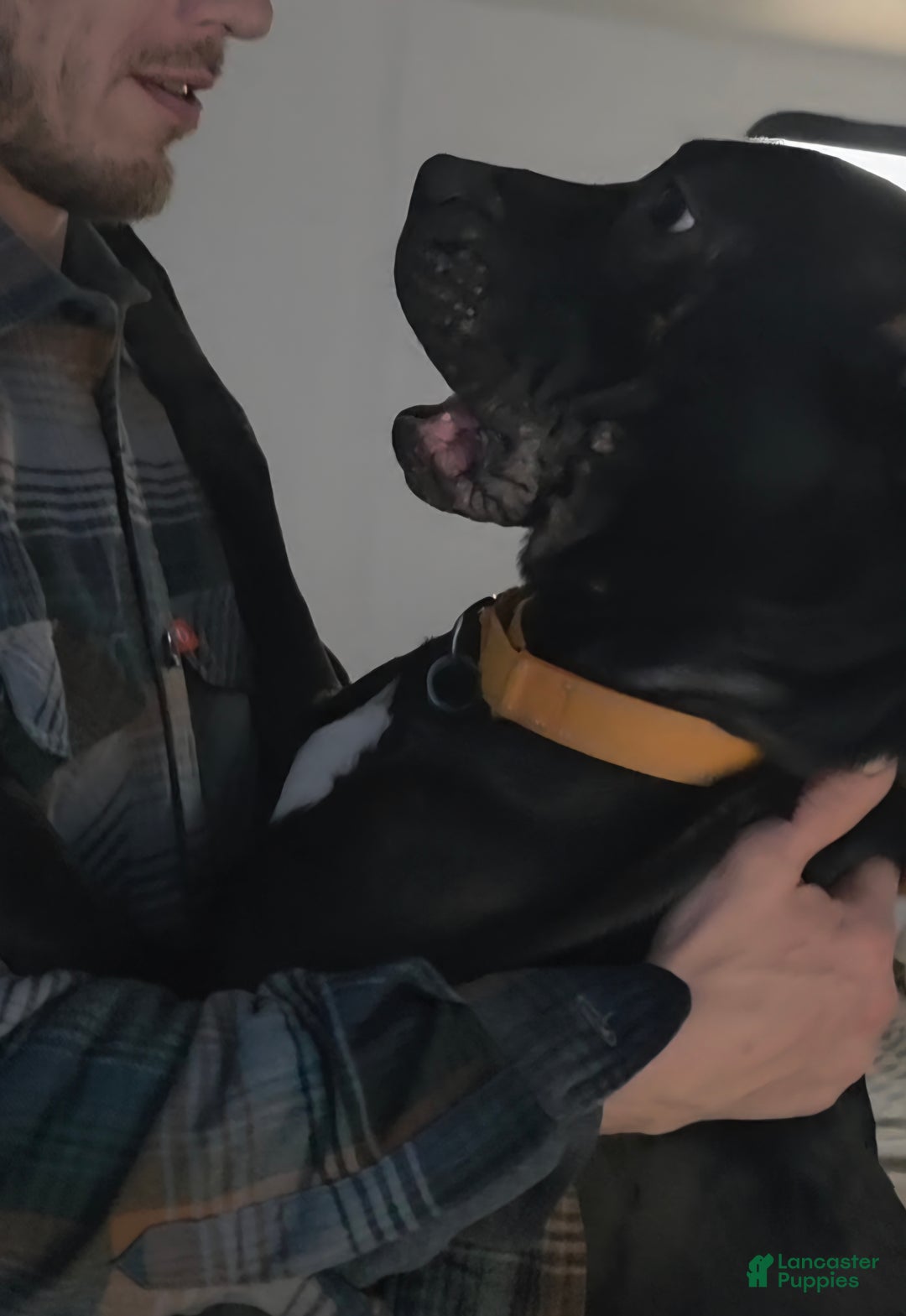 Mixed Breed dogs for sale: Wall•E - Ad 4