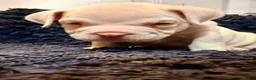 American Bully dogs for sale: American Bully 3 - Ad 3