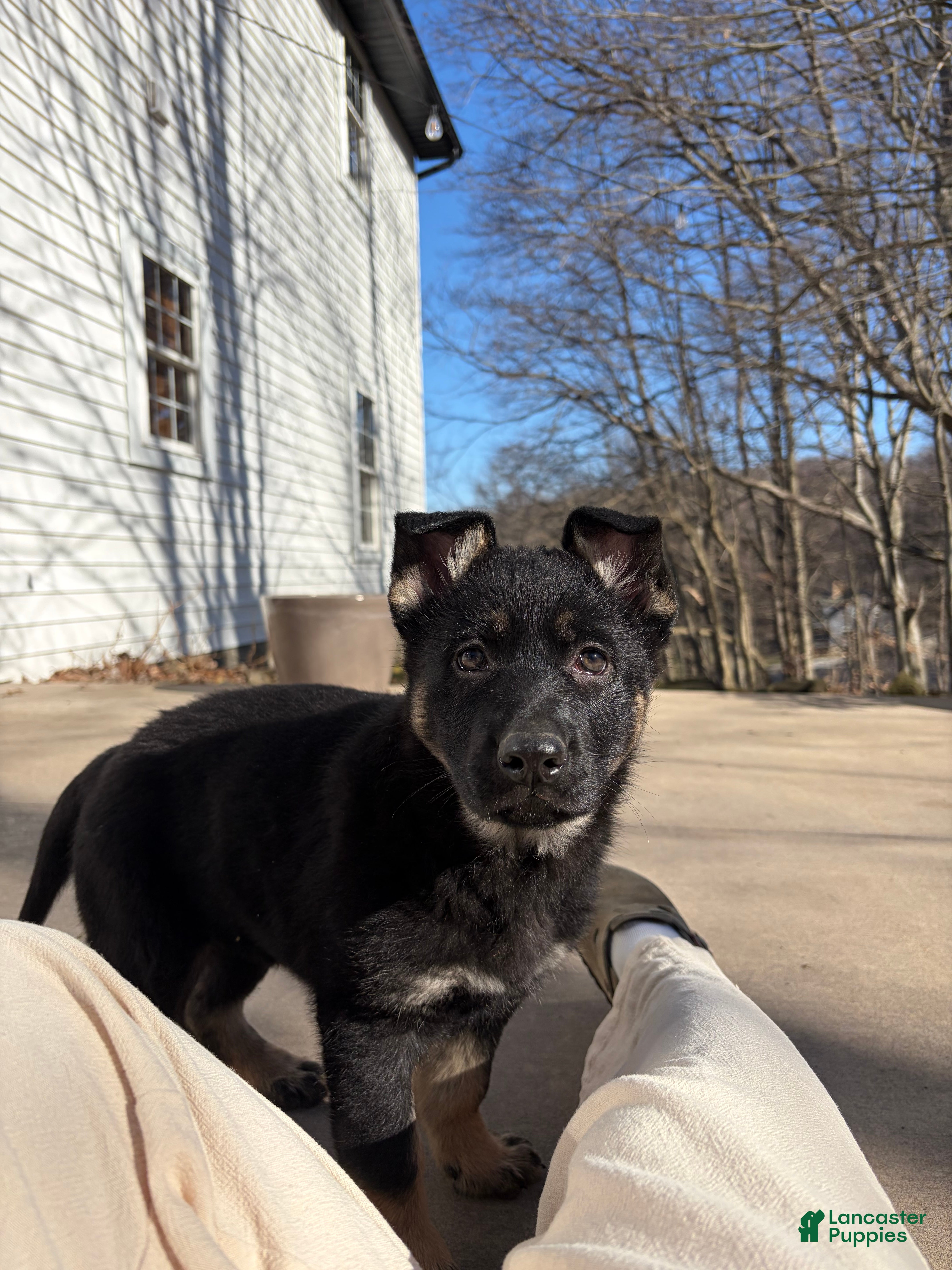 German Shepherd dogs for sale: Mika - Ad 2