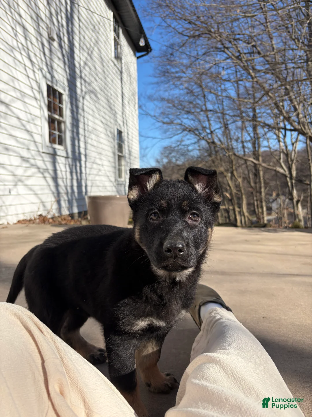 German Shepherd dogs for sale: Mika - Ad 1