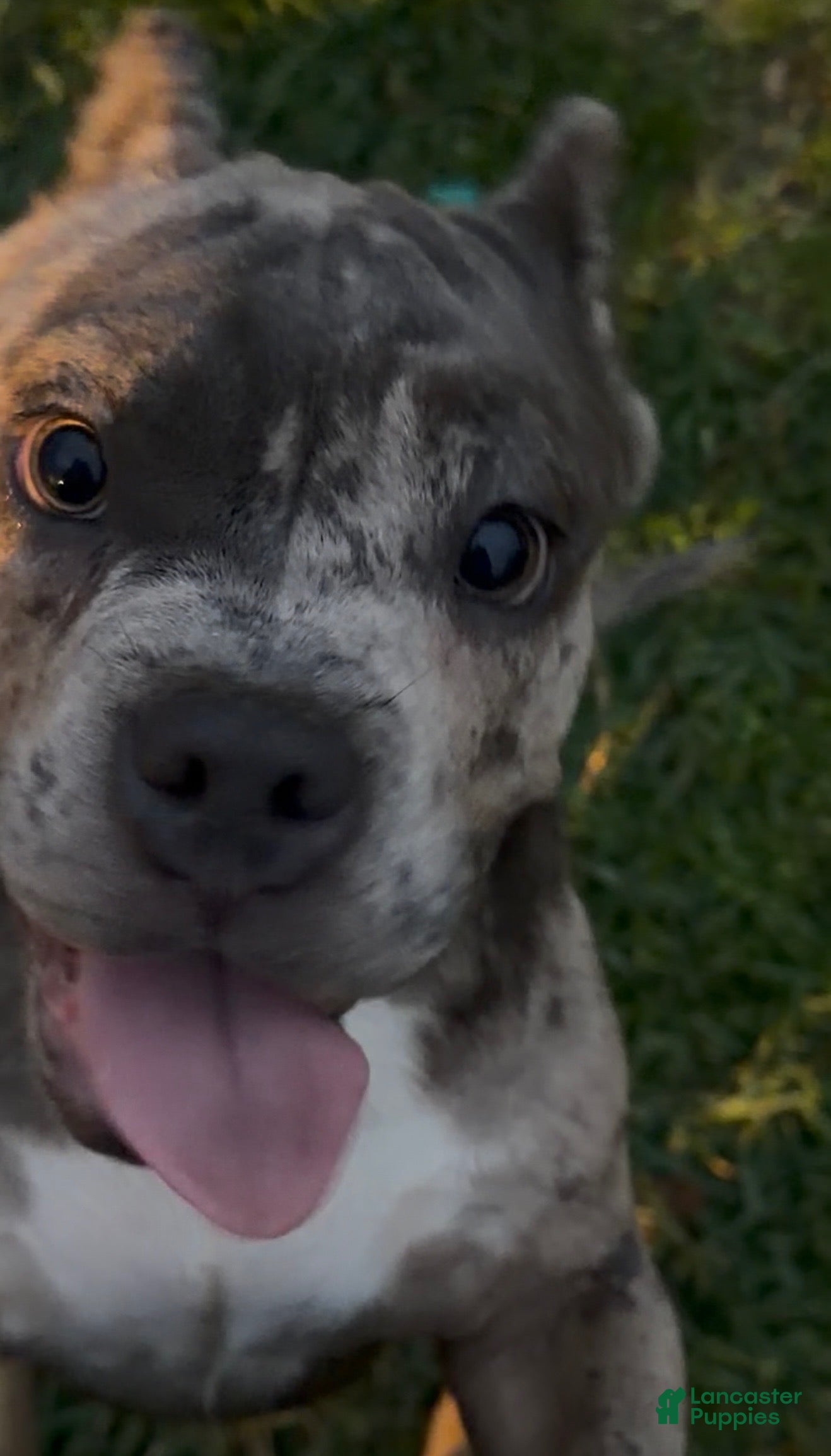 American Bully dogs Avenga - Ad 1