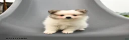 Pomeranian dogs for sale: Milan - Ad 3
