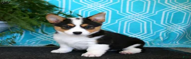 Welsh Corgi Pembroke 4