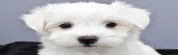 Maltese dogs for sale: Charlie - Ad 5