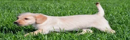 Labradoodle dogs for sale: Sadie - Ad 5