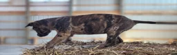 Catahoula Leopard Dog dogs for sale: Duchess 2026 Female 1 - Ad 16
