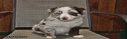 Australian Shepherd dogs for sale: Buster - Ad 2