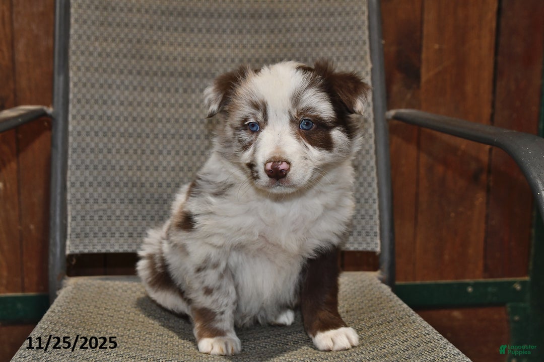 Australian Shepherd dogs for sale: Buster - Ad 2