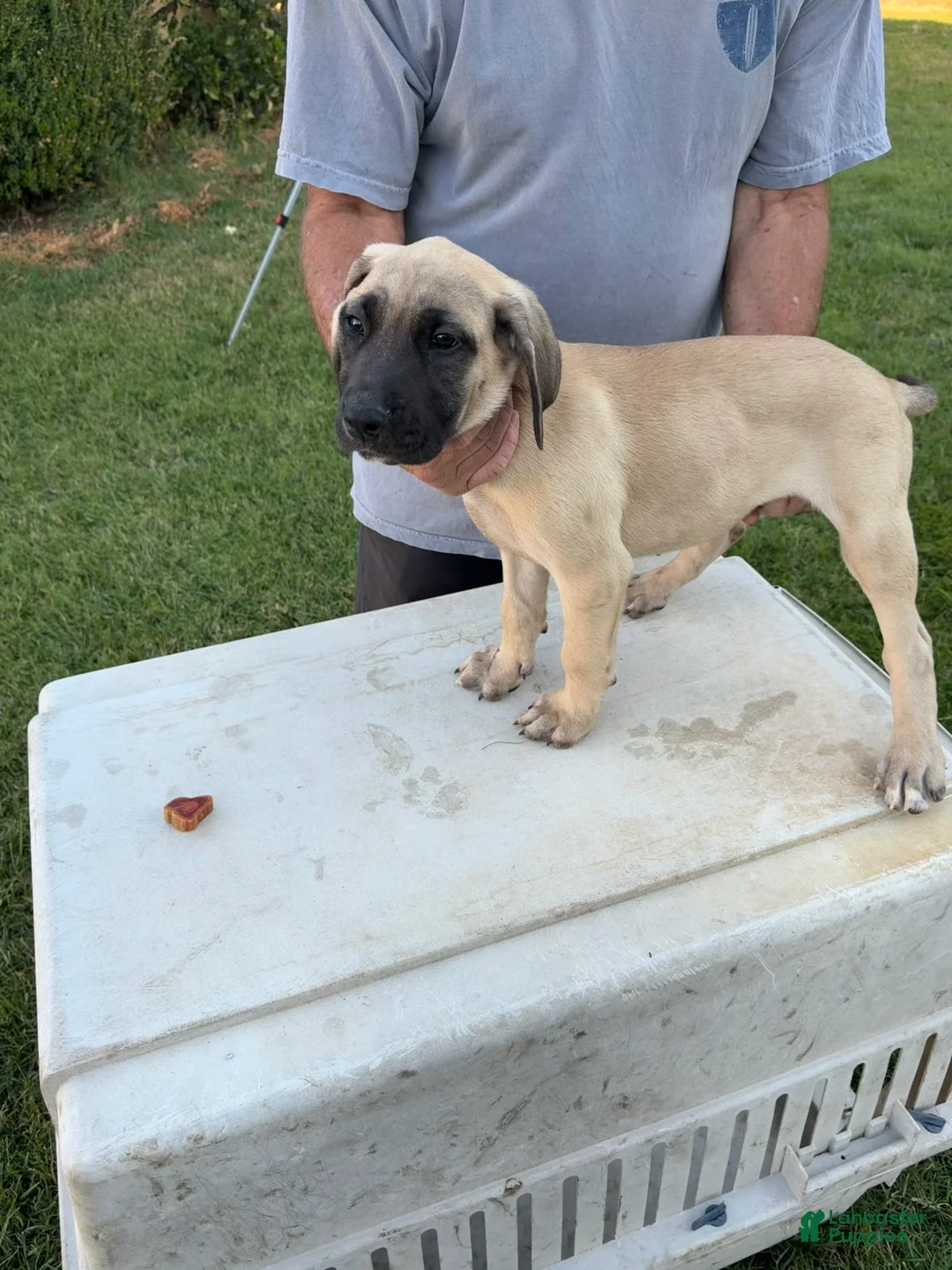 Mixed Breed dogs for sale: Light tan black snout male - Ad 2