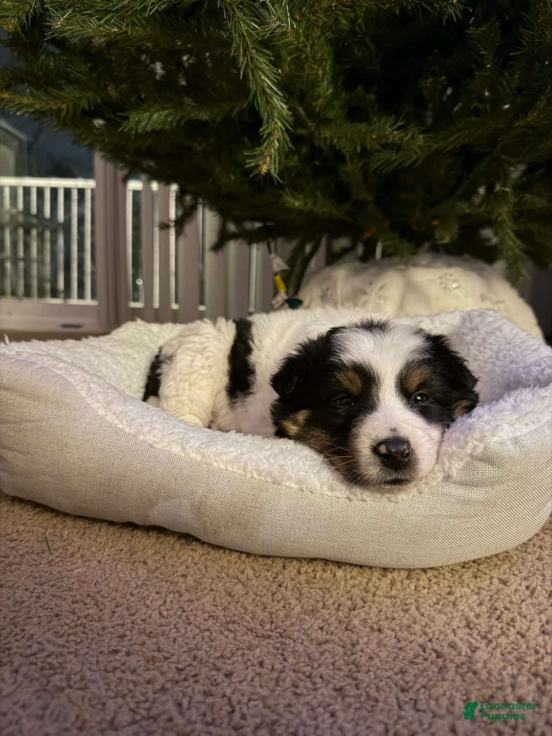 Australian Shepherd dogs for sale: Australian Shepherd Puppy 1 - Ad 2