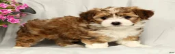Yorkiepoo dogs for sale: Lincoln - Ad 5