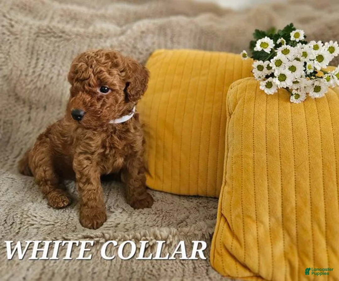 Toy Poodle dogs for sale: Toy Poodle Puppy 1 - Ad 2