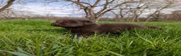 Newfoundland dogs for sale: Haelyn - Ad 8