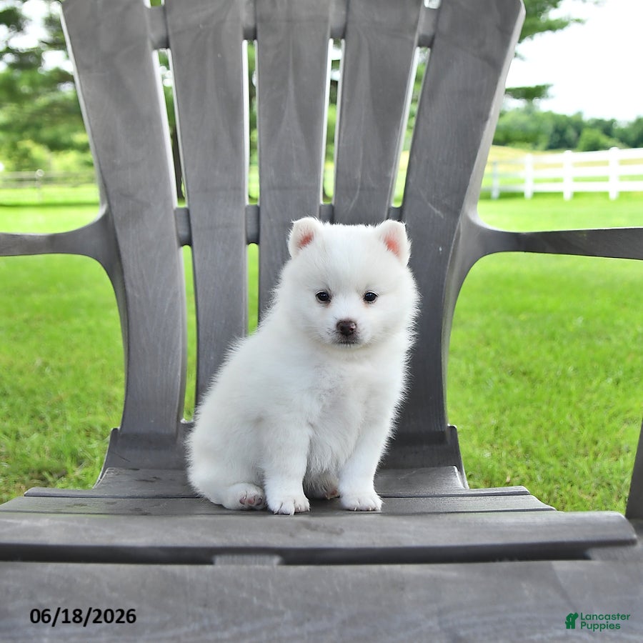 Pomsky dogs Alex - Ad 1
