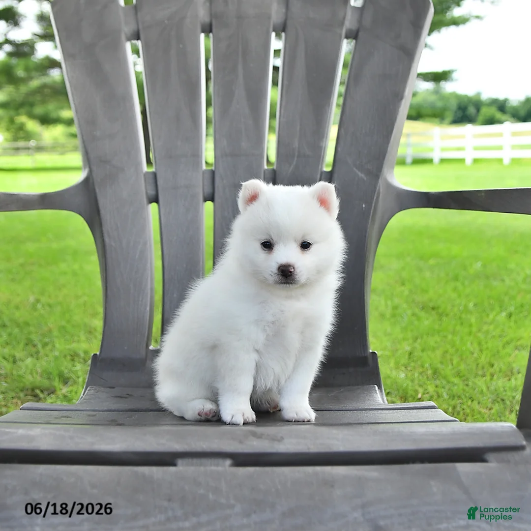 Pomsky dogs for sale: Alex - Ad 1