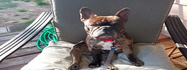 Tootsie 