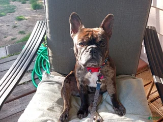 Tootsie
