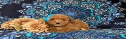 Maltipoo dogs for sale: Emma - Ad 5