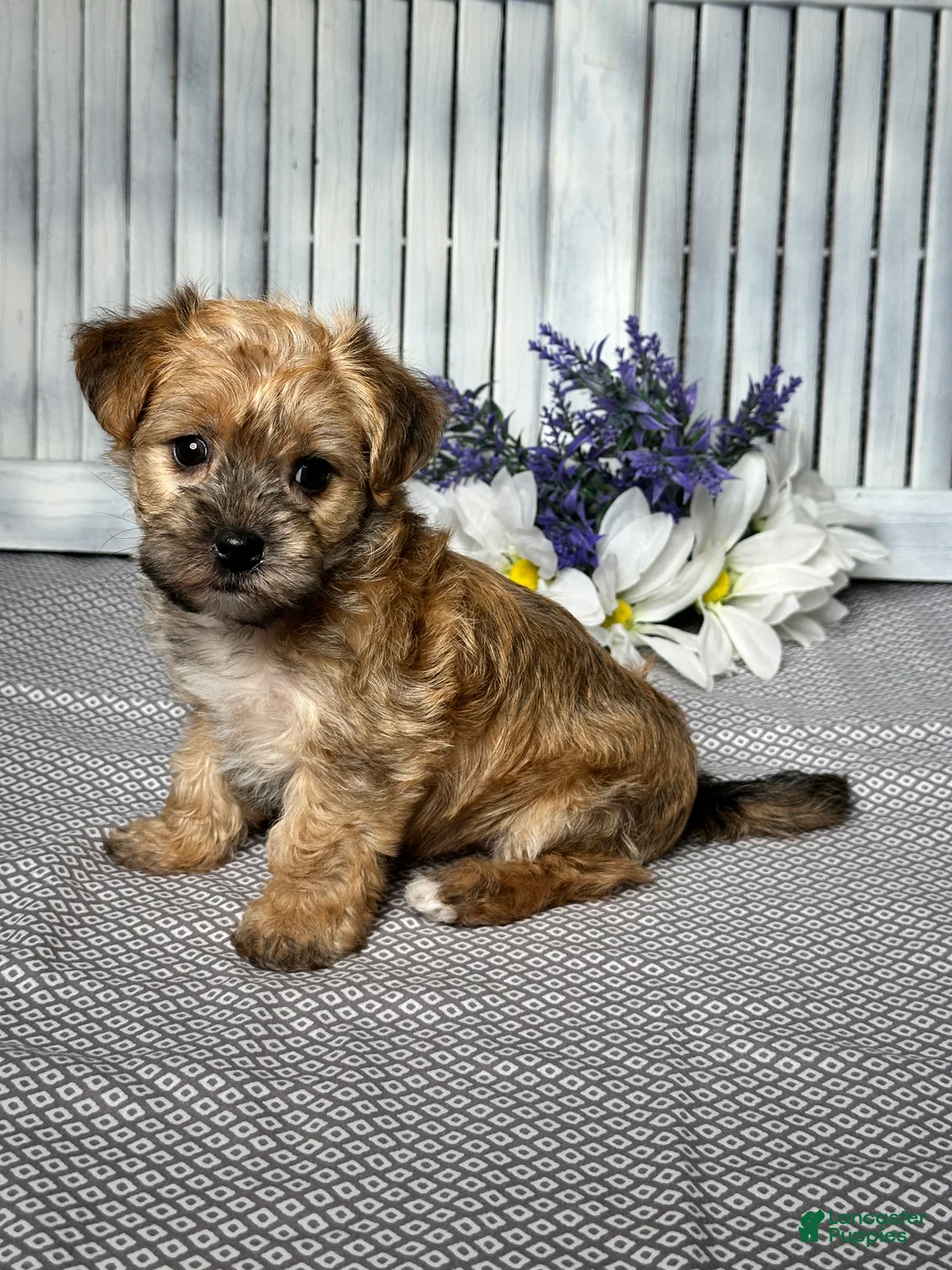 Yochon dogs for sale: Willow - Ad 3